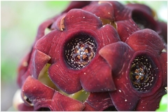 Caralluma truncatocoronata